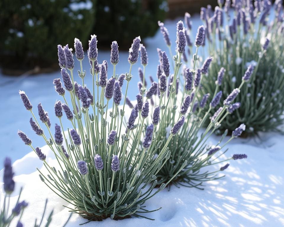 Lavendel snoeien winter